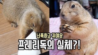 프레리독의 실체?! *난폭함 & 귀여움* 한 번에 보자!! / Let’s Take a Look On Prairie Dog’s Violence & Cuteness!(ENG)