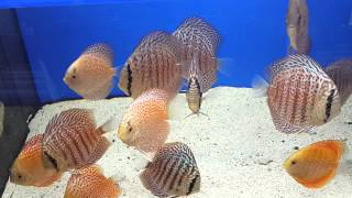 Leopard Ring discus & Golden Leopard discus
