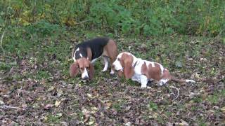 Bassets op het strand 