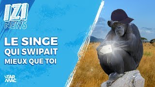 LE SINGE QUI SWIPAIT MIEUX QUE TOI • IZINEWS