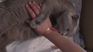 Как рожает кошка. Смотреть видео роды кошки.