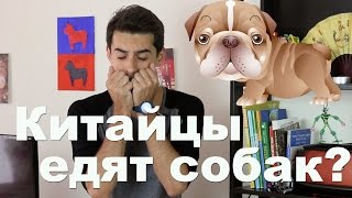 Китайцы едят собак? Фестиваль поедания собак в Китае 18+