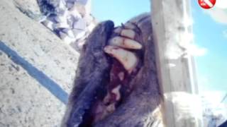 В Мангистауской области бывший сотрудник РУВД задушил напавшего на него волка