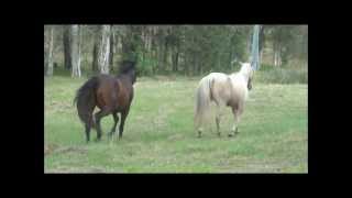 Horses Meet For The First Time