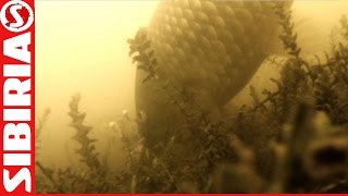 Убийца карася Поклёвка карася Подводные съёмки Рыбалка на убийцу карася