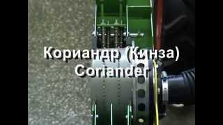 Кориандр (Coriander) Наш сайт www.ast-dnepr.com.ua