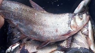 НЕОБЫЧНЫЕ РЫБЫ АМУРА, КИТАЙСКИЙ ОКУНЬ- АУХА, ВЕРХОГЛЯД,АМУРСКАЯ ЩУКА,