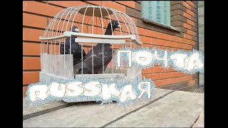 Русские почтовые голуби. | Породы голубей