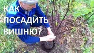 Как посадить вишню?
