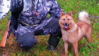 Карело финская лайка. Кадр охоты на глухаря 2017. Karelo Finnish Laika. Frame hunting grouse 2017.