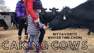 FEEDING COWS BY HAND & AVOIDING GETTING TRAMPLED. 12.31.2019