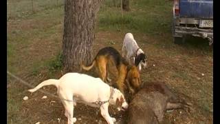 ΚΥΝΗΓΙ ΑΓΡΙΟΓΟΥΡΟΥΝΟ ΣΤΗΝ ΗΠΕΙΡΟ PART 14/23