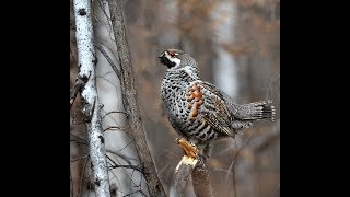 охота +на рябчика как правильно манить !