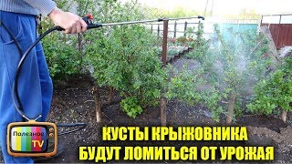 КУСТЫ КРЫЖОВНИКА БУДУТ ЛОМИТЬСЯ ОТ УРОЖАЯ ПОСЛЕ ЭТОЙ ОБРАБОТКИ