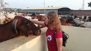 Save the Cows & Follow Krishna Footsteps