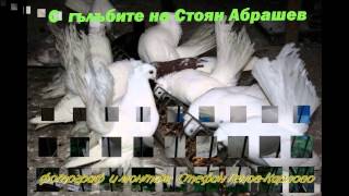 С Гълъбите на Стоян Абрашев