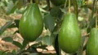 Primera Parte - Cómo cultivar Aguacate - Juan Gonzalo Angel - TvAgro