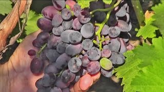 Виноград ГАРМОНИЯ, синий виноград, вкусный виноград