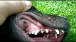 HIS MOUTH OF PRESA CANARIO PUPS