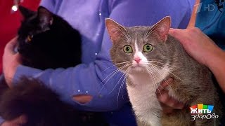 Как развеселить кота. Жить здорово! (18.04.2017)