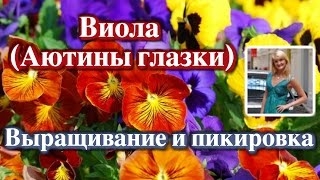 ВИОЛА (АНЮТИНЫ ГЛАЗКИ). ВЫРАЩИВАНИЕ И ПИКИРОВКА