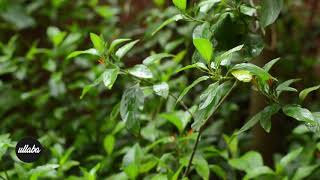 Tropical  Rainforest Animals Sound and Rain sound - Relaxing Sleep