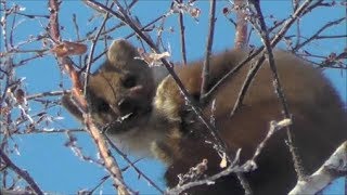 Охота на куницу с лайками.