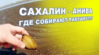 Анивский залив - где собирают ракушку в отлив? САХАЛИН