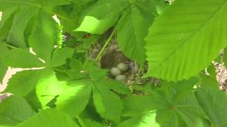 СКАЧАТЬ ФУТАЖИ Весна. Синичка высиживает птенцов. Nature.Free footage.