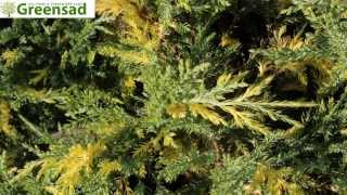Можжевельник пфитцериана 'Blue and Gold' - видео-обзор от Greensad