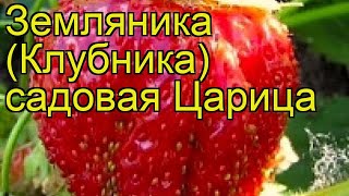 Земляника садовая Царица (TCaritca). Краткий обзор, описание характеристик, где купить рассада