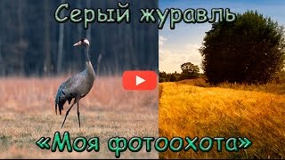 Серый журавль. Фотоохота. Gray crane. Photography.