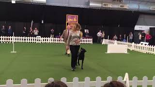 Scenes from the 2020 Westminster Kennel Club dog show