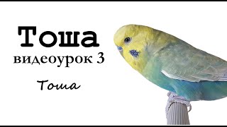 ? Учим попугая по имени Тоша говорить, видеоурок 3: "Тоша"