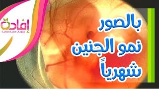 شاهد بالصور نمو #الجنين شهرياً منذ بداية #الحمل وحتى الولادة سبحانك ربي