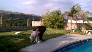 Dog abuse