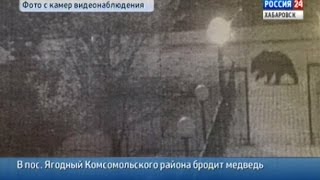 Вести-Хабаровск. Медведь в поселке Ягодный
