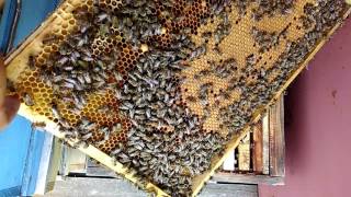 ПЧЕЛОВОДСТВО РАСШИРЕНИЕ КОРПУСАМИ СТРОИМ МНОГО ВОЩИНЫ  Секреты начинающим