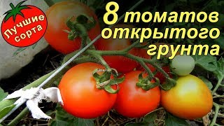 Лучшие урожайные сорта томатов для открытого грунта (низкорослые)