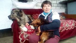 Характер собаки: кавказская овчарка. Кавказская овчарка характеристика породы.