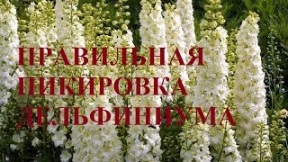 Правильная пикировка Дельфиниума.