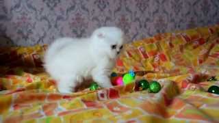 Ponochka