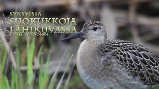 Suokukkoja lähikuvassa - Auton käyttö piilokojuna luontokuvauksessa