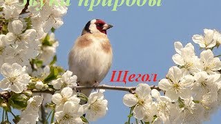 Звуки природы для детей ♪ Голоса птиц для детей ♪ Щегол