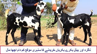 Cheap Rate Nagra & Beetal Bakriyan - Sahiwal Goats in Bakra Mandi 2020 Goat Farming