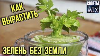 10 видов зелени, которые можно выращивать без земли в домашних условиях