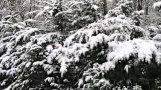февральские аллеи