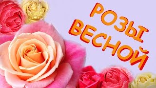 Розы Весной