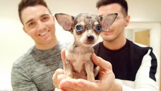 WE GOT A PUPPY!