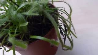 Vorstellung Sonnentau (Drosera)